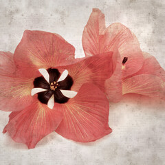 square stylish old textured paper background with flowers of Hibiscus tiliaceus, coast hibiscus