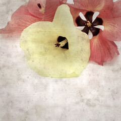square stylish old textured paper background with flowers of Hibiscus tiliaceus, coast hibiscus