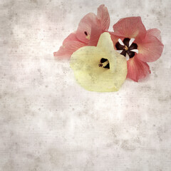 square stylish old textured paper background with flowers of Hibiscus tiliaceus, coast hibiscus