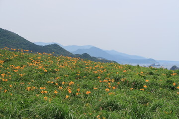 佐渡の丘を黄金に染めるユリの絨毯、紺碧の入り江を見下ろす亀甲の山