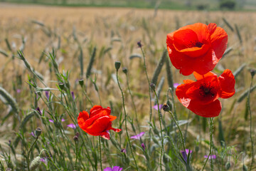 Vivid red poppies in full bloom stand out against a soft focus background of golden grain and green...