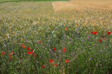 A picturesque agricultural landscape featuring a field of ripening grain interspersed with vibrant red poppies and purple wildflowers under the summer sun