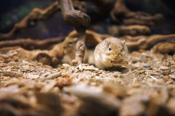 A cute little mouse in a cage
