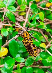 A striking Longhorn Beetle (Cerambycidae family) with a distinctive yellow and black spotted pattern rests on a leafy green branch.