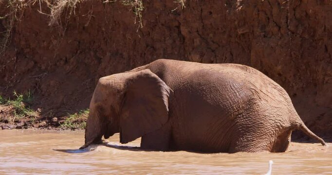 Wide of an African Bush Elephant (Loxodonta africana) submerging in a waterhole in the savannah grassland at midday in Kenya