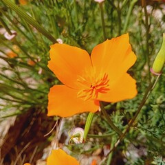 fleur