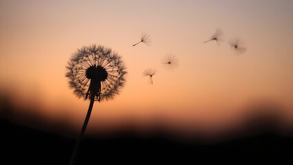 Fototapeta premium Dandelion Seeds Floating at Sunset: Silhouette of a Dandelion Flower with Seeds Blowing in the Wind at Dusk, Nature's Serenity