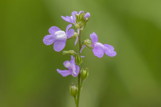 Canada toadflax