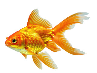 Fototapeta premium Golden Goldfish Aquarium Pet Isolated PNG Transparent Background