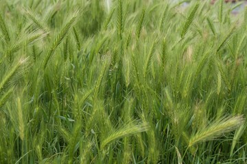 Field of green barley grass in soft sunlight. Natural nature background for design. Grass texture.