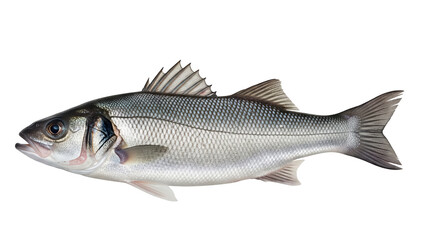 Realistic photo of a European sea bass (Dicentrarchus labrax) with silver-gray body, spiny dorsal fin, and reflective scales, fully visible in frame, isolated on a transparent background