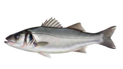 Realistic photo of a European sea bass (Dicentrarchus labrax) with silver-gray body, spiny dorsal fin, and reflective scales, fully visible in frame, isolated on a transparent background