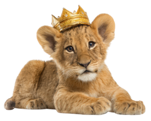 Cute baby lion wearing golden crown, lying down with calm expression. This adorable animal exudes sense of royalty and charm, making it delightful subject for any audience