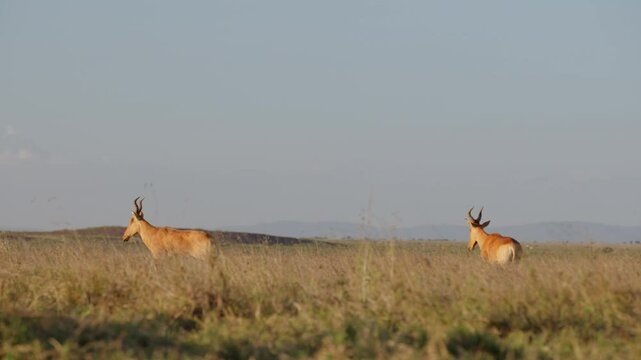 Very wide dolly tracking of a pair of Hartebeests (Alcelaphus buselaphus) walking past a mound of soil at midday in the Kenyan savannah