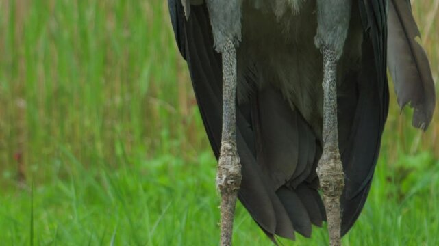 Shoebill stork standing still in green marshland