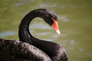 Naklejka premium Black Swan
