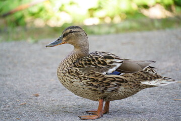 A duck walks by