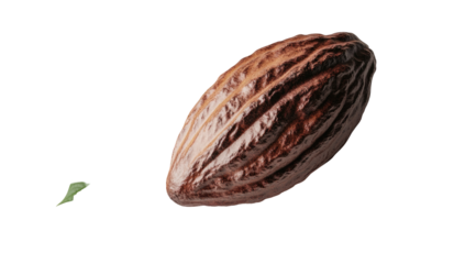 Cocoa pod with a vibrant green leaf