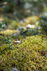 Close Up of Mossy Forest Floor in Natural Setting