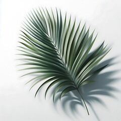 Fototapeta premium Single Palm Leaf Shadow on White Background
