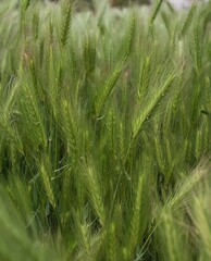 Field of green barley grass in soft sunlight. Natural nature background for design. Grass texture.