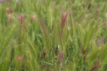 Field of green barley grass in soft sunlight. Natural nature background for design. Grass texture.
