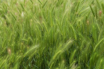 Field of green barley grass in soft sunlight. Natural nature background for design. Grass texture.
