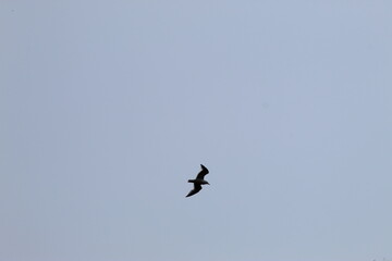 Photos du Tr&eacute;port en,France