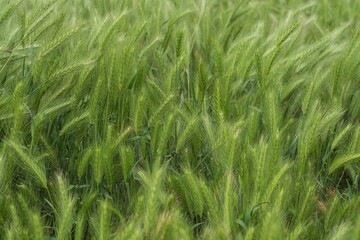 Field of green barley grass in soft sunlight. Natural nature background for design. Grass texture.