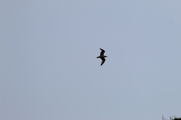 Photos du Tréport en,France