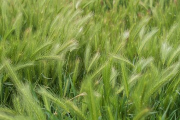Field of green barley grass in soft sunlight. Natural nature background for design. Grass texture.