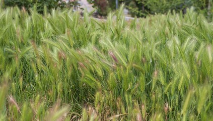 Field of green barley grass in soft sunlight. Natural nature background for design. Grass texture.