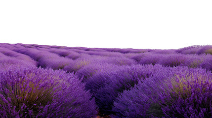 Fototapeta premium vast field of vibrant lavender flowers isolated on white background