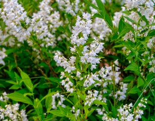 white flowers in the garden