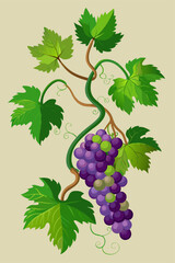 Realistic vector depiction of a grapevine with rich green leaves and ripe grape bunches arranged on winding branches for versatile applications