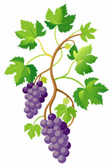 High-quality vector illustration of a grapevine with naturalistic branches, dense foliage and grape clusters for design and agricultural media

