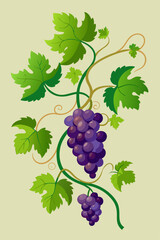 Stylized vector image of a grapevine with intricate leaf patterns and ripe fruit for seamless designs, borders and educational content