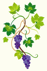 Vector graphic of a realistic grapevine with spreading branches, green leaves and full grape clusters ideal for botanical and agricultural themes