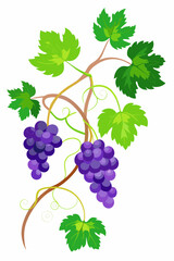 Grapevine illustration showing detailed branches covered in lush foliage and mature grape bunches for decorative and educational visuals