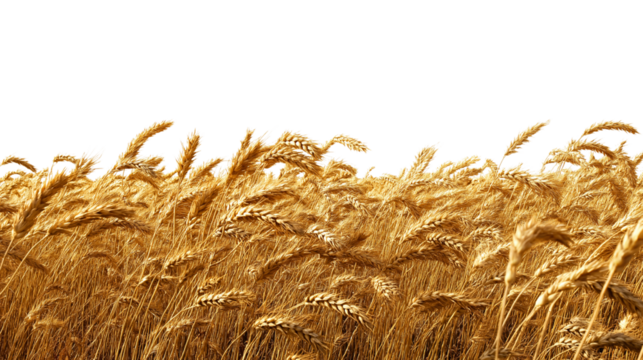 golden wheat field  isolated on white background