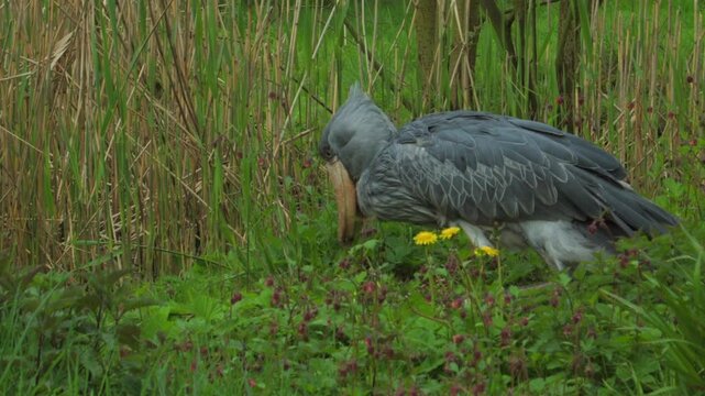 Shoebill stork standing still in green marshland