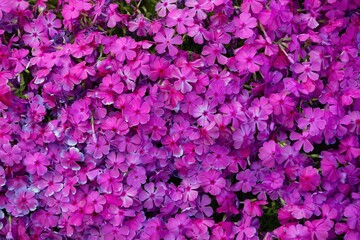 pink flowers background