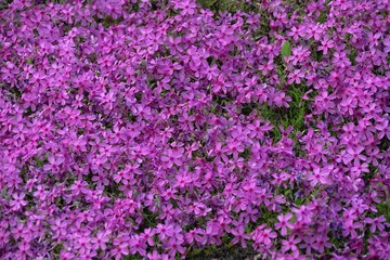 Fototapeta premium field of flowers