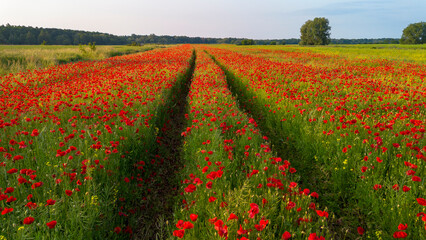 Field of red poppies