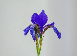 iris flower