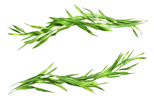 Fresh sprigs of rosemary. Delicate green leaves, detailed and vibrant