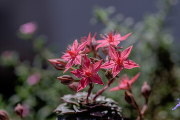red and yellow flower