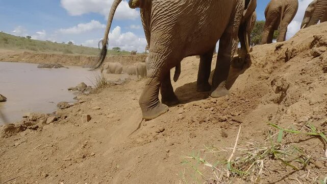 Low wide of male African elephant (Loxodonta africana) peeing and defecating next to water hole in dry savannah in sunny day in Kenya