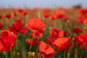 Field of red poppies
