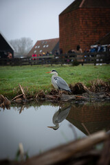 Obraz premium Grey Heron by a Village Pond with Reflection